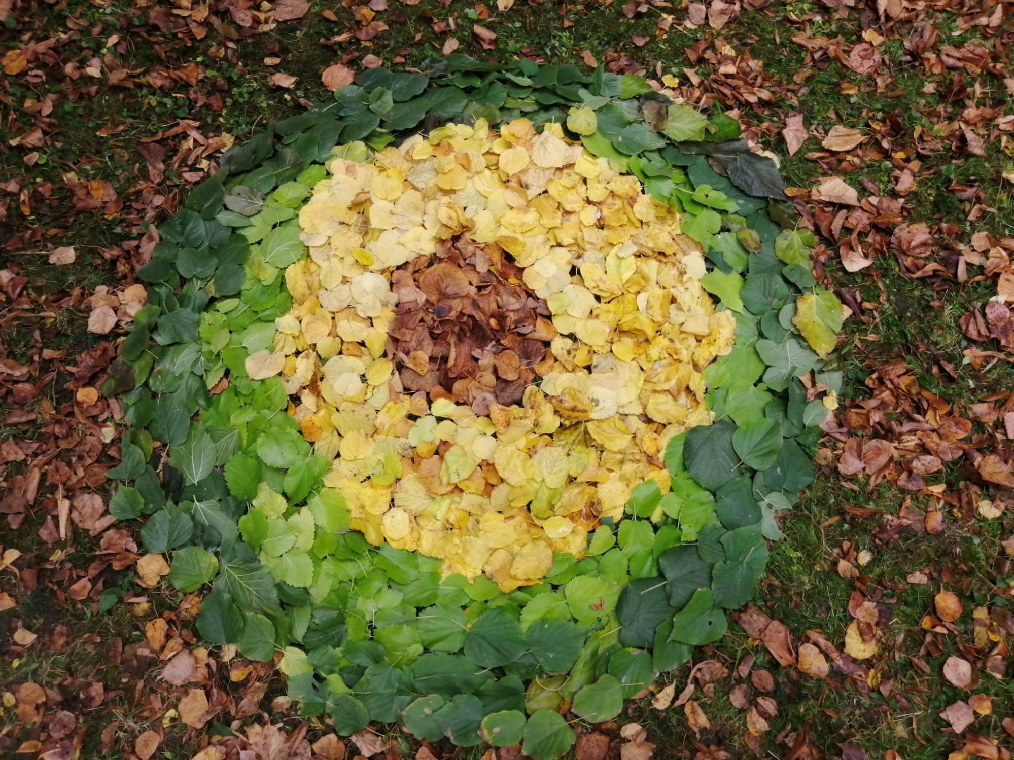 Kompozycja z jesiennych liści w kształcie koła.