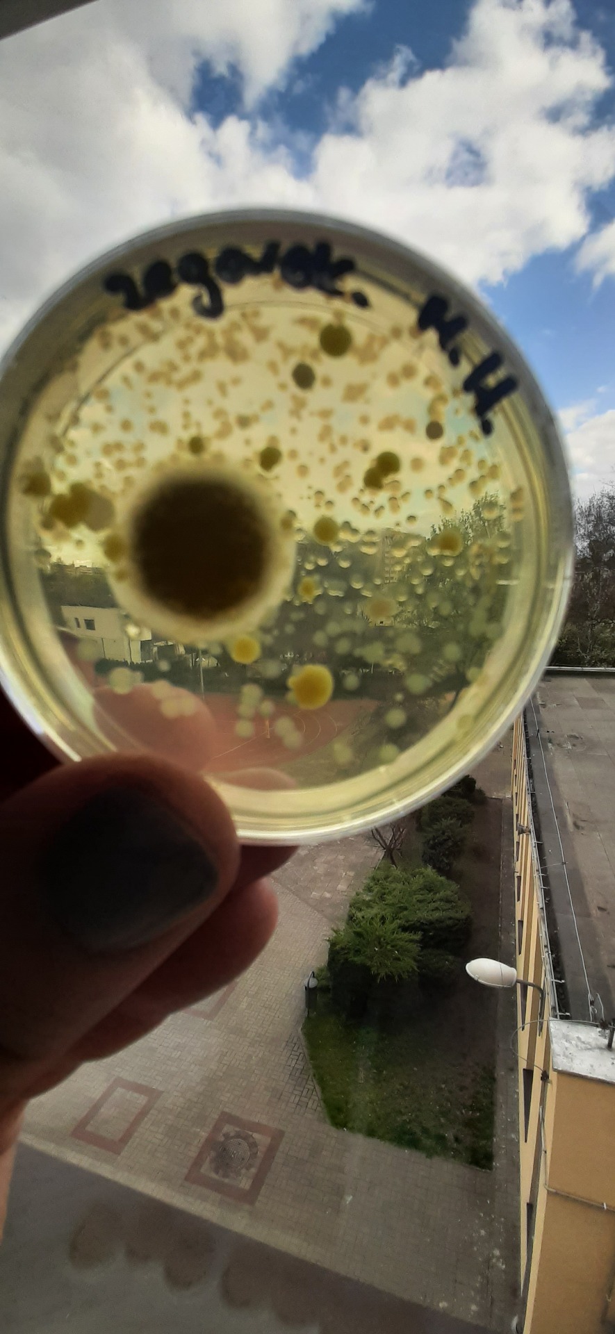 Warsztaty laboratoryjne BioCEN – Łowcy mikrobów - Obrazek 5