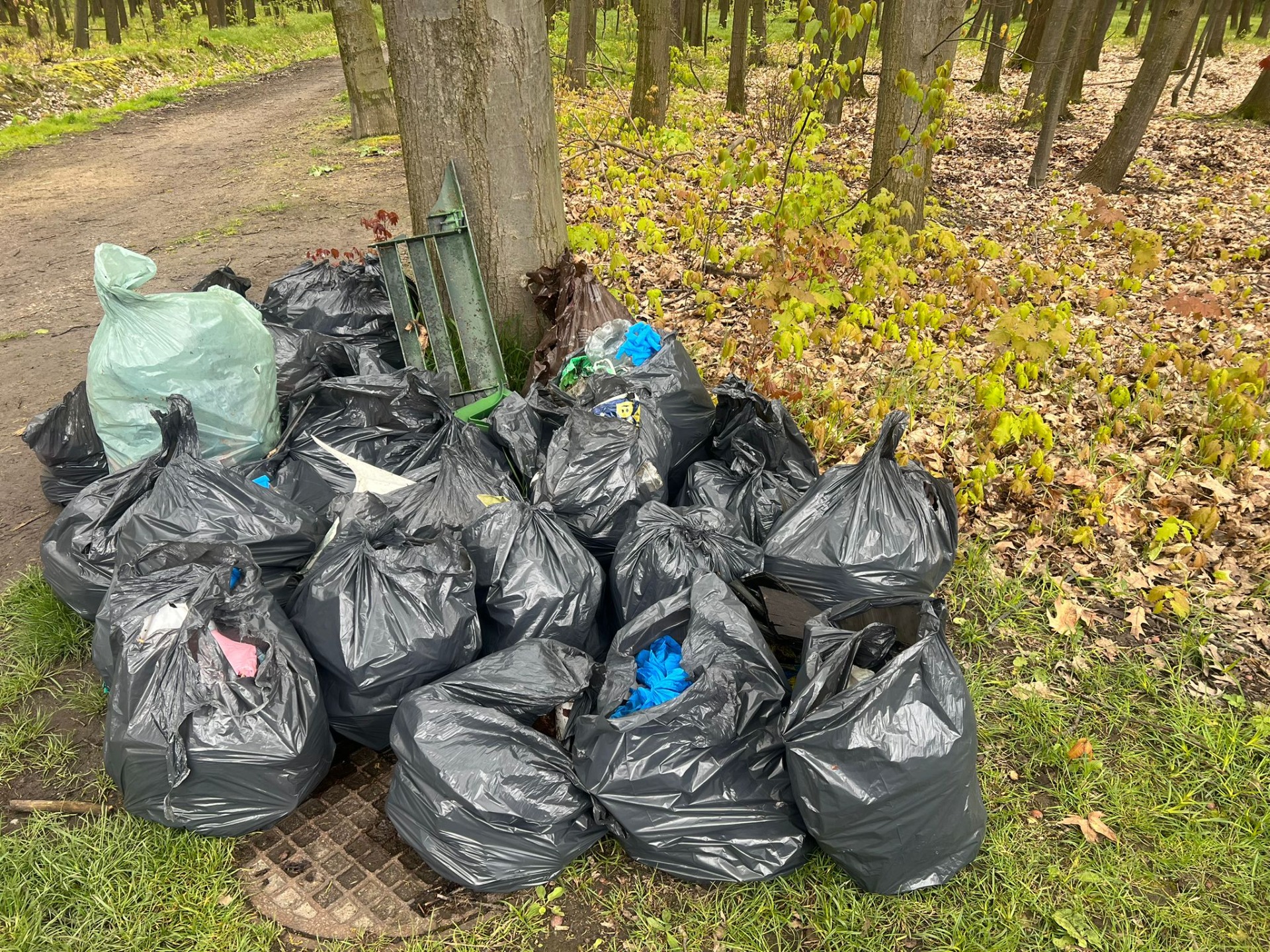 Zebrane worki śmieci podczas sprzątania lasu.