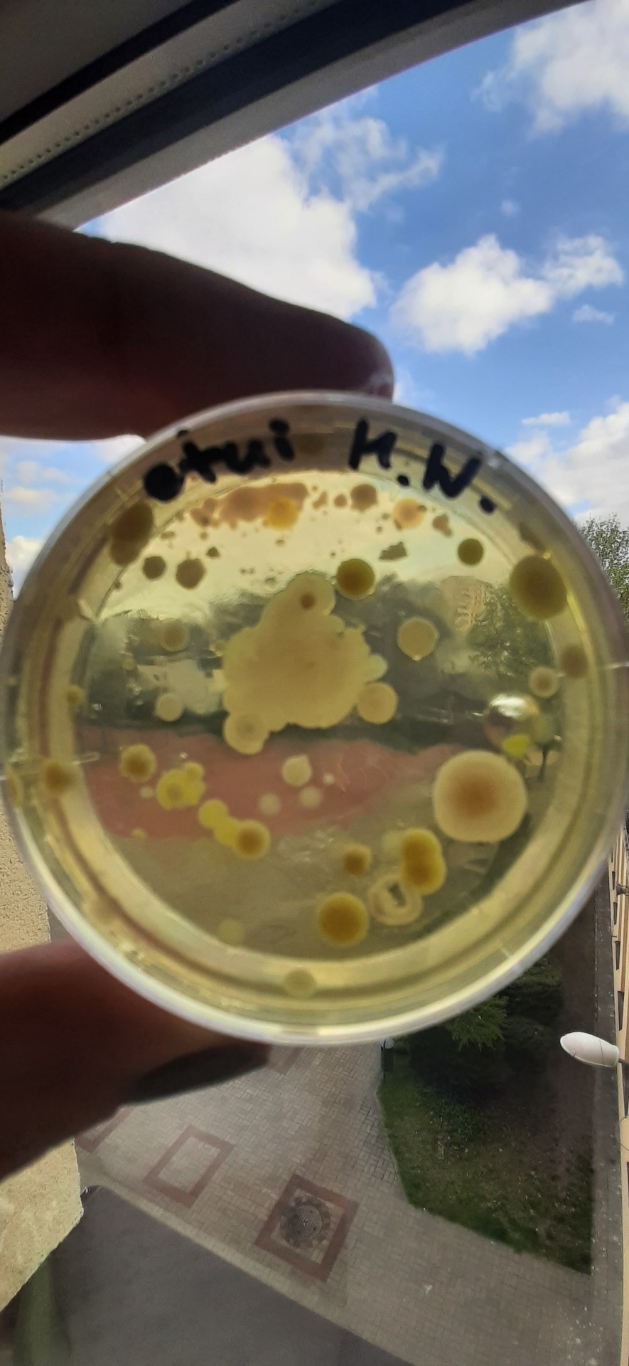 Warsztaty laboratoryjne BioCEN – Łowcy mikrobów - Obrazek 2