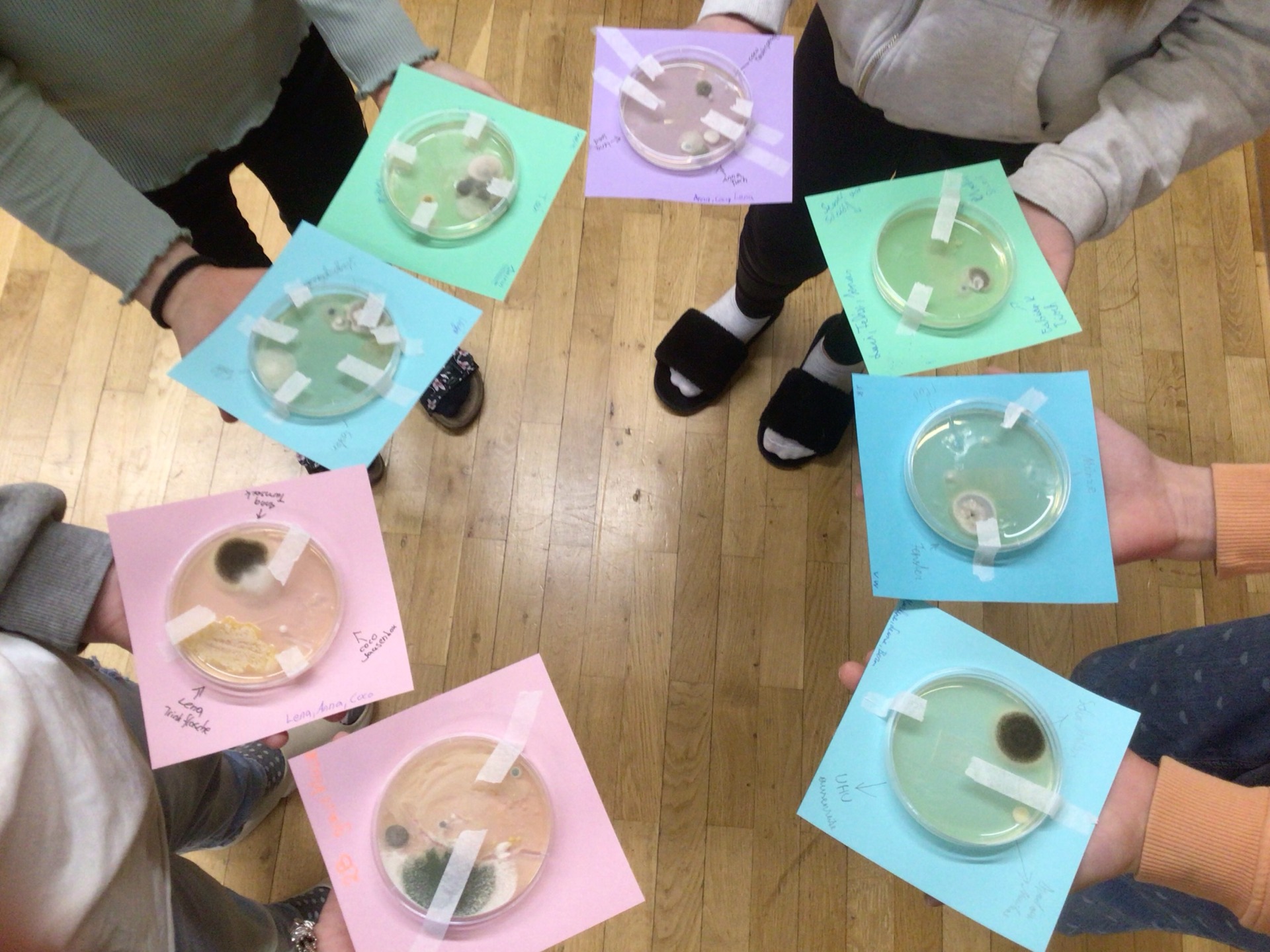 "Digitale Grundbildung: Schülerinnen und Schüler der 2. Klasse erkunden die Mikrowelt mit Petrischalenexperimenten" - Bild 2