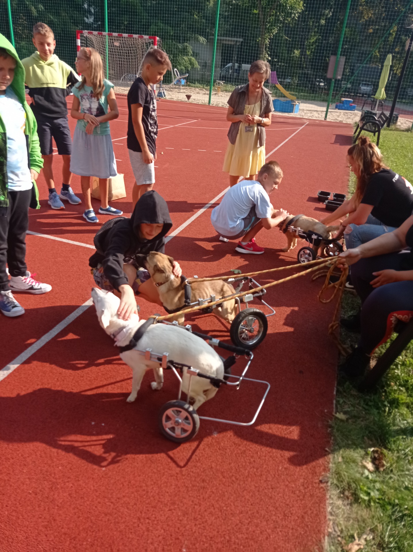 Uczniowie głaskający psy na wózku.