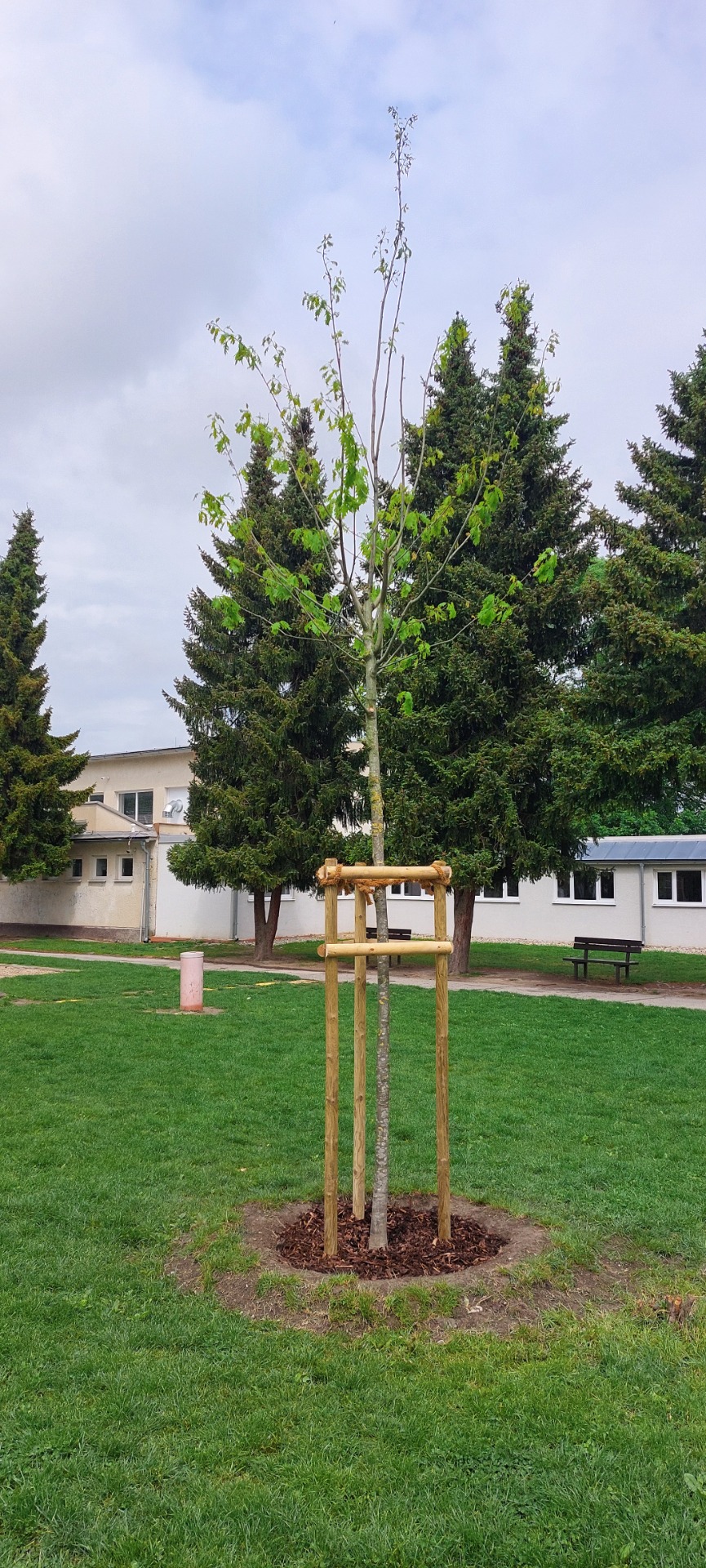 Na školskom dvore pribudli nové stromčeky - Obrázok 4