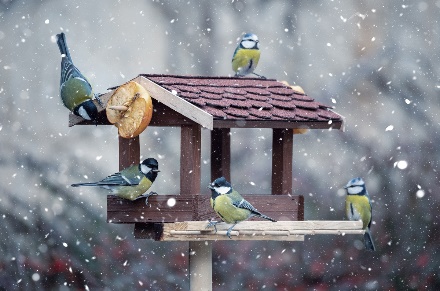 Jak dokarmiać ptaki zimą, by im nie zaszkodzić — Lasy Państwowe