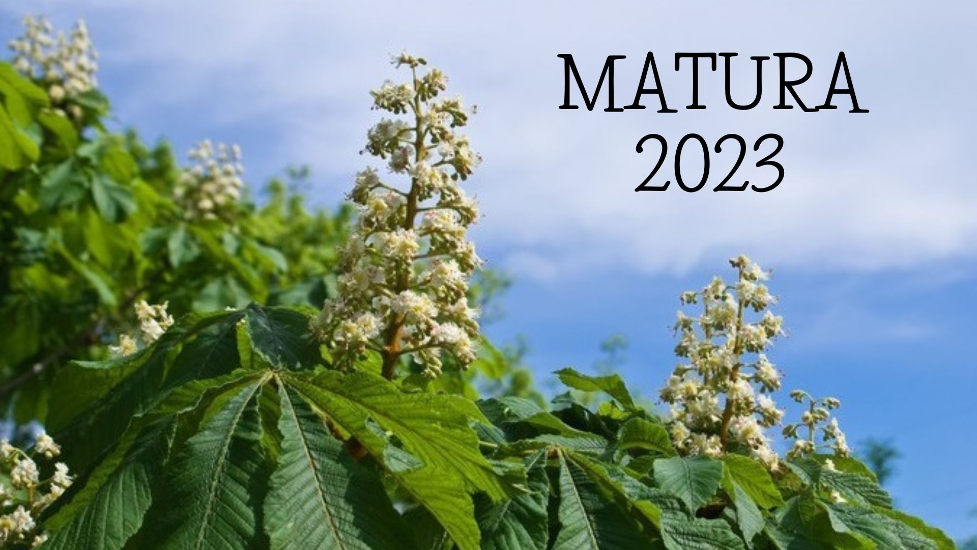 Kwitnące kasztany i napis Matura 2023.