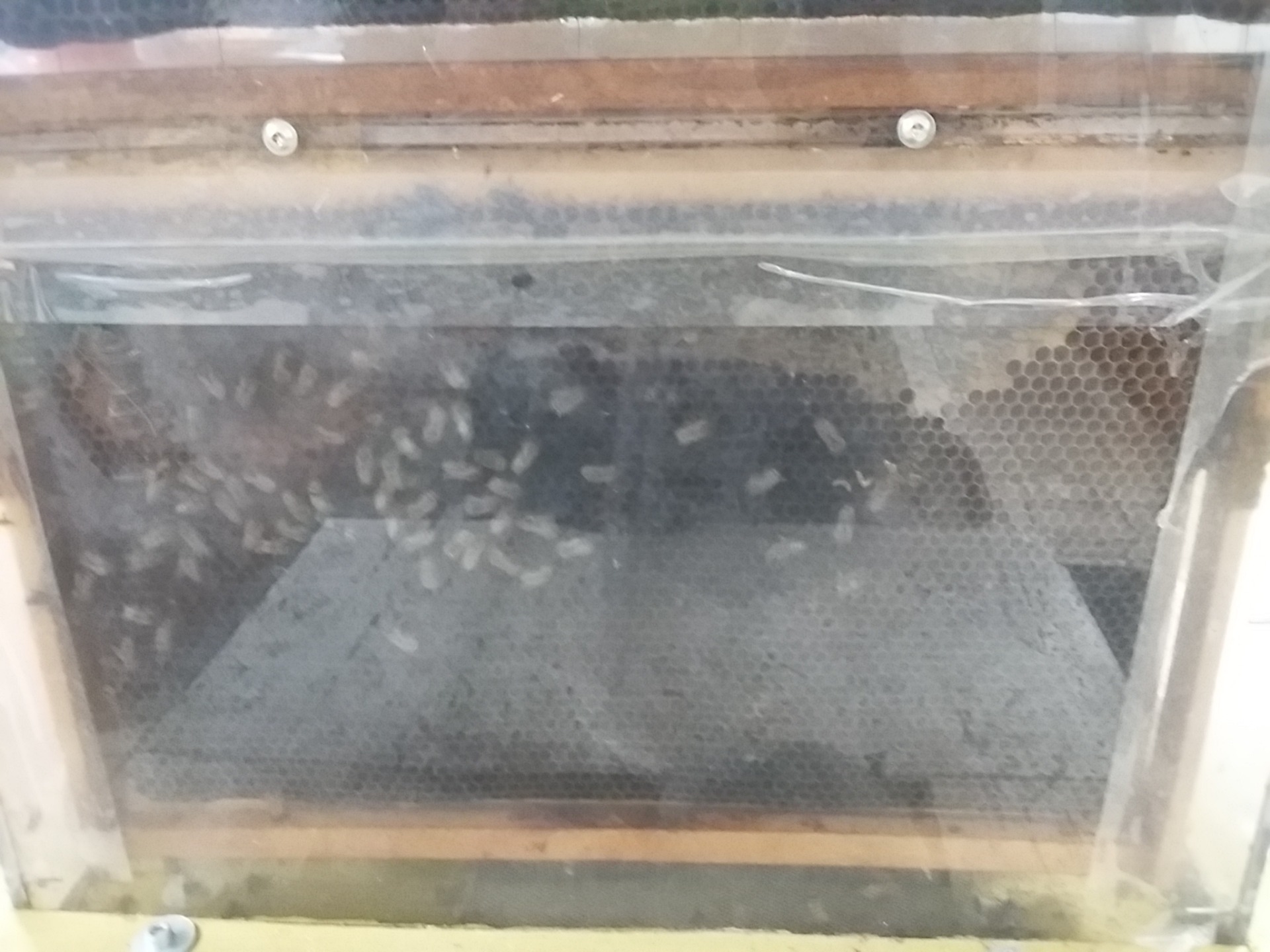 Návšteva výstavy Včelárstvo v Botanickej záhrade UPJŠ v Košiciach